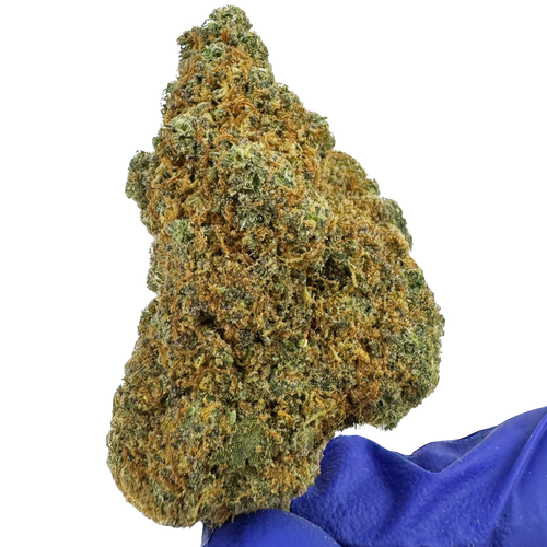 L.A CALI (CALIFORNIA GENETICS)