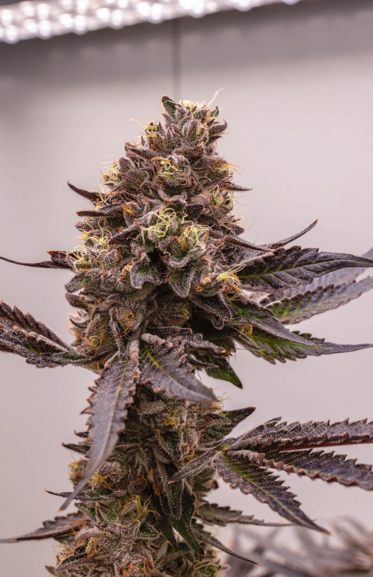 Femme portant le cannabis F2 Berniehanna Butter X GSC de Cookies Europe, floraison dense et couleurs vives.