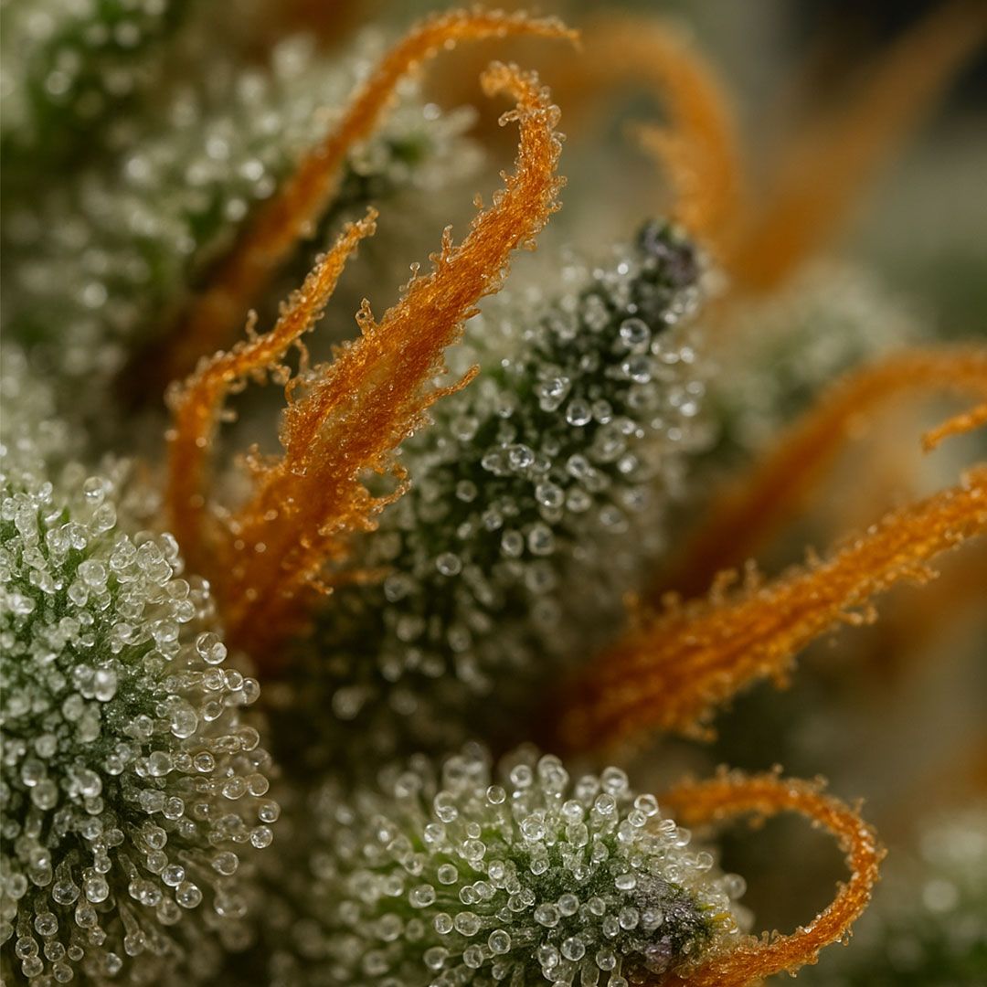 Fleurs de cannabis Amnesia CBX de la marque DELI-CANNA, buds vertes et dense avec trichomes blancs.