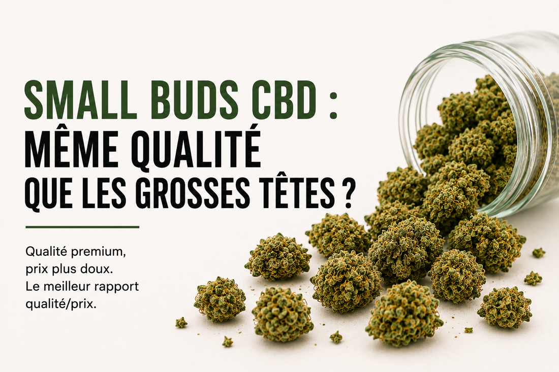Small Buds CBD : même qualité que les grosses têtes