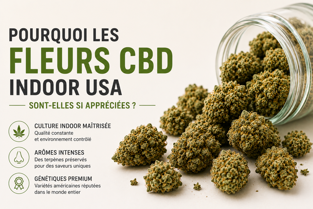 🌿 Pourquoi les fleurs CBD Indoor USA sont-elles si appréciées ?