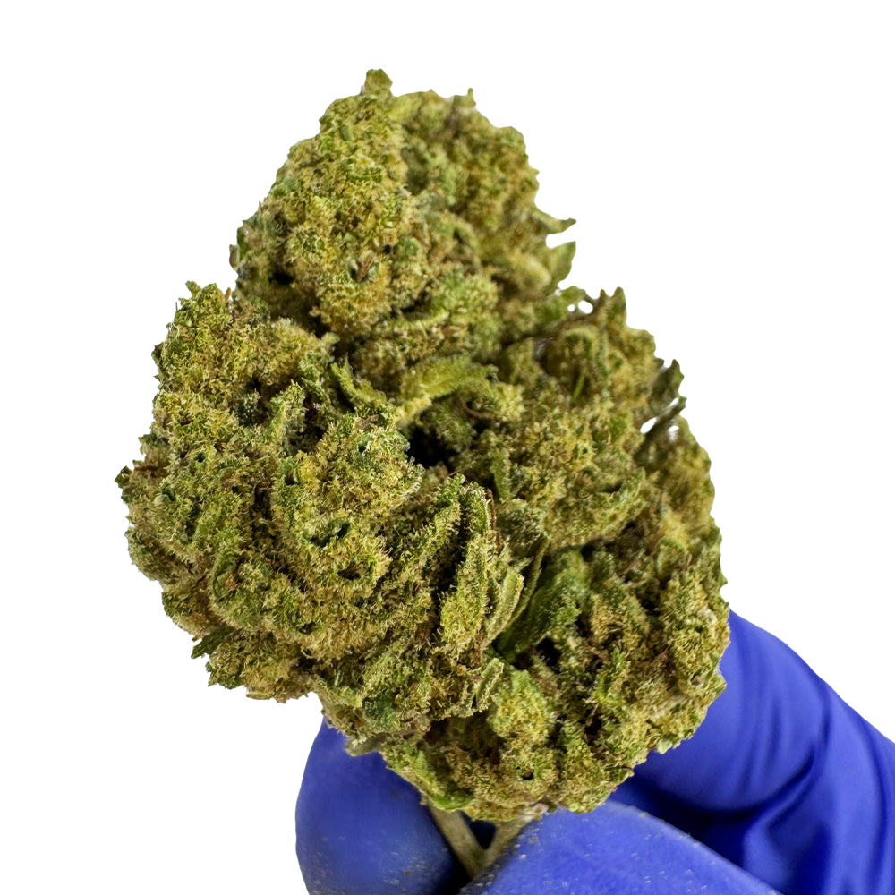 Gorillia Glue