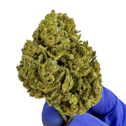 Gorillia Glue