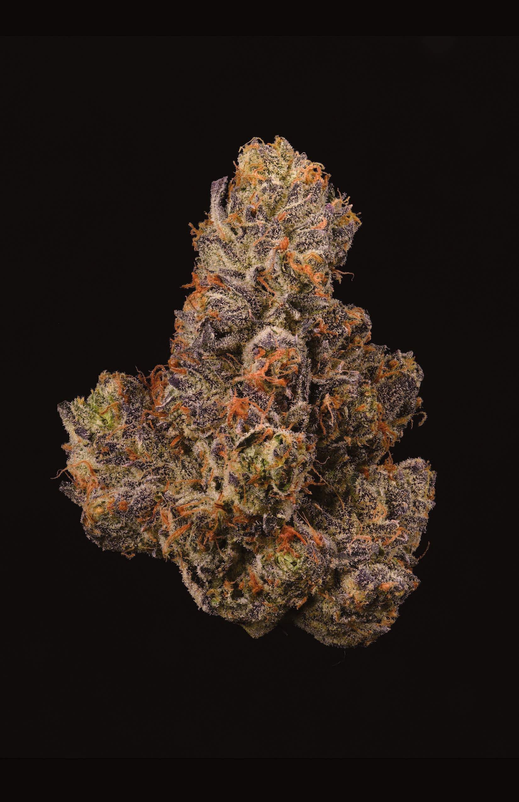 F2 Berniehanna Butter X GSC, femelle, avec ses fleurs et ses feuilles, plante de cannabis de la marque Cookies Europe.