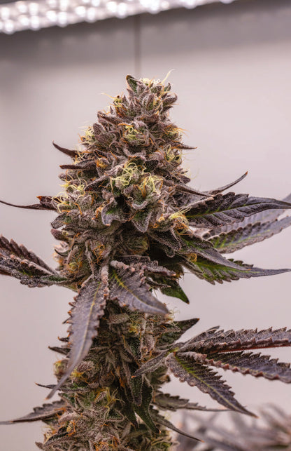 Femme portant le cannabis F2 Berniehanna Butter X GSC de Cookies Europe, floraison dense et couleurs vives.