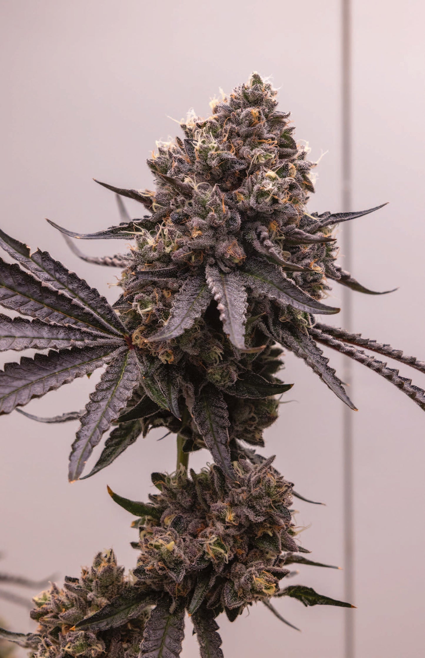 Shaker G3 Blueberry Caviar X Pom Shake de Cookies Europe avec femme blonde tenant le produit dans un décor lumineux.