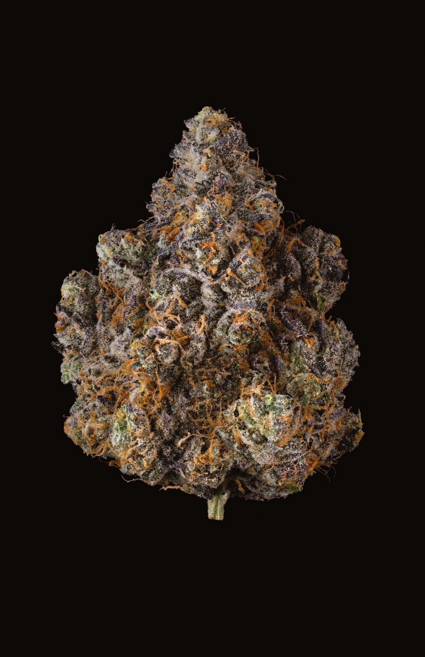 Shaker G4 GARY X POM SHAKE Cookies Europe, vue de face avec logo, couvercle noir et poignée solide.