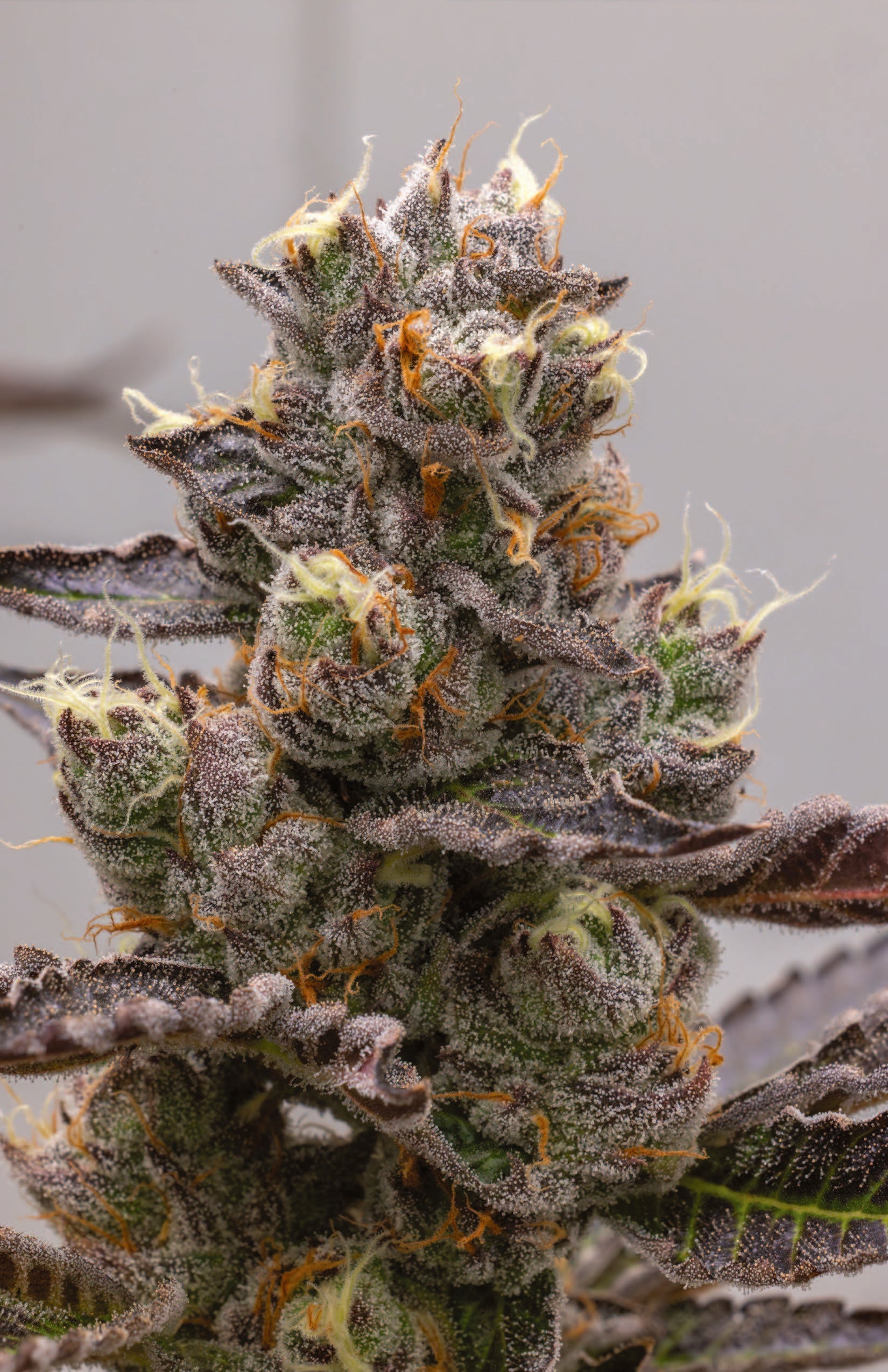 Caviar de myrtilles H6 Pruno X de Cookies Europe, boîte avec caviar de fruits bleus dans un emballage élégant.