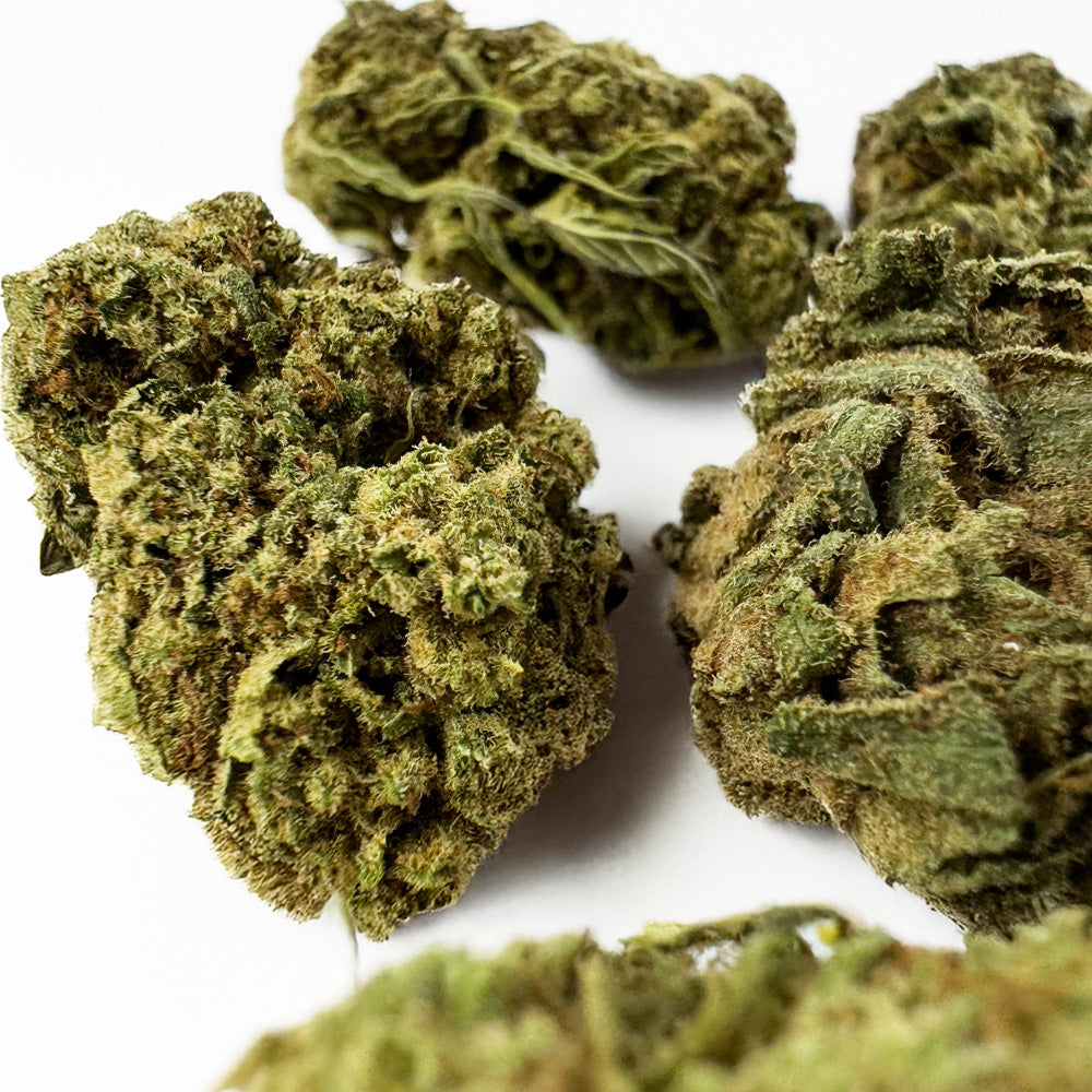 Branche de Harlequin DELI-CANNA, variété de cannabis en boîte de 3,20 g, avec feuilles vertes et buds compacts.