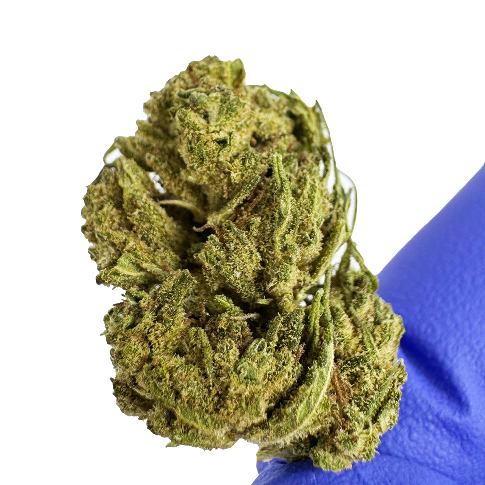Fleurs de cannabis Harlequin de la marque DELI-CANNA, variété en boîte de 3,20 g avec bourgeons verts et résine.