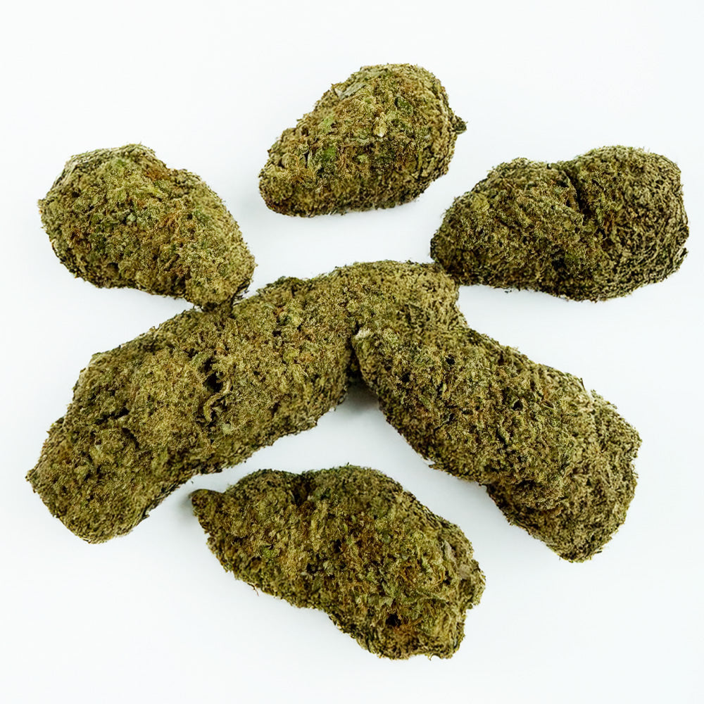 Fleurs de cannabis Critical 2.0 de DELI-CANNA en pot de 4,20 g, plante verte avec de nombreuses tiges et feuilles.