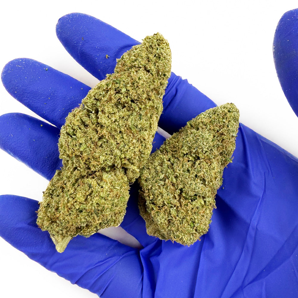 Fleurs de cannabis Critical 2.0 de DELI-CANNA, floraison dense et résineuse, en pot de 3g ou 4,20g, vue de face.