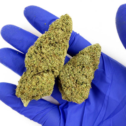 Fleurs de cannabis Critical 2.0 de DELI-CANNA, floraison dense et résineuse, en pot de 3g ou 4,20g, vue de face.