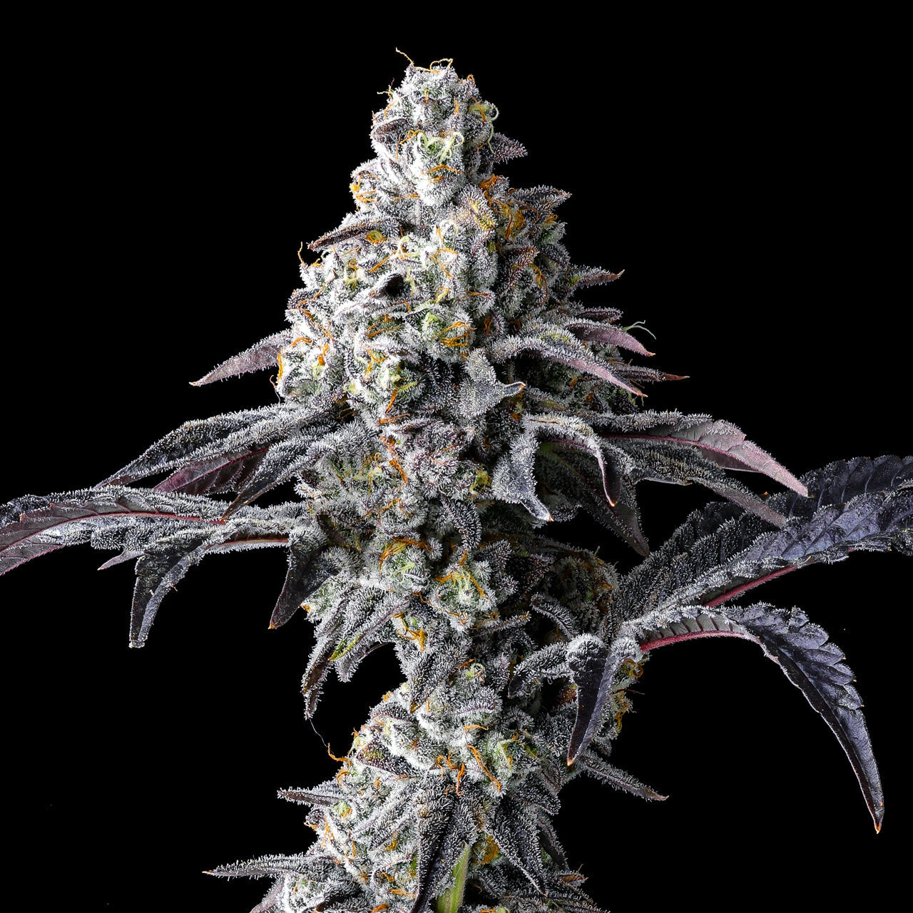 Graines féminisées Cookies Lemon Cherry Gelato, variété de graines de cannabis avec fleurs colorées et trichomes visibles.