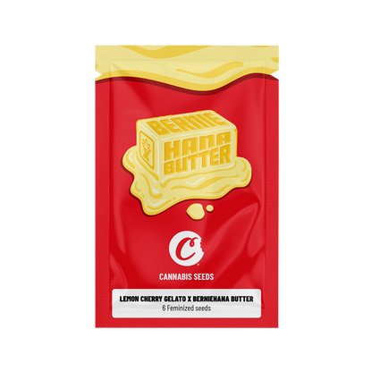 Graines féminisées Cookies Lemon Cherry Gelato x Bernie Hana Butter, plante de cannabis avec fleurs et feuilles vertes.